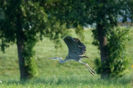 Bird, Ecosystem, Fauna, Nature Reserve
