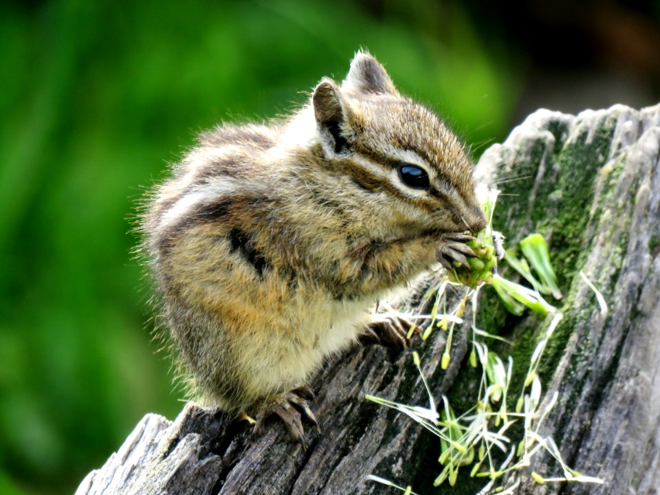 Squirrel, Chipmunk, Fauna, Mammal