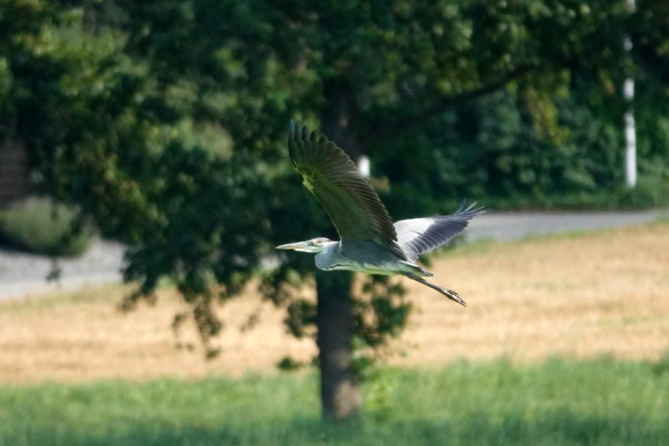 Bird, Ecosystem, Fauna, Wildlife