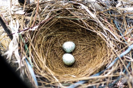 Nest, Bird Nest, Egg, Beak photo
