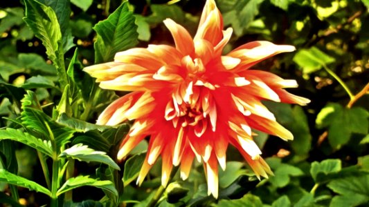 Flower, Plant, Flora, Flowering Plant