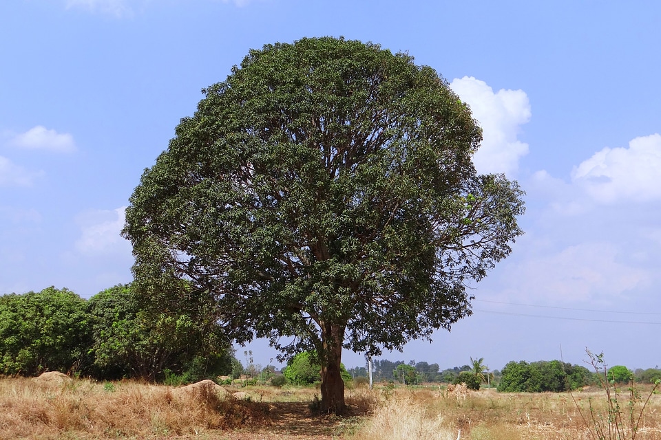 India landscape wilderness