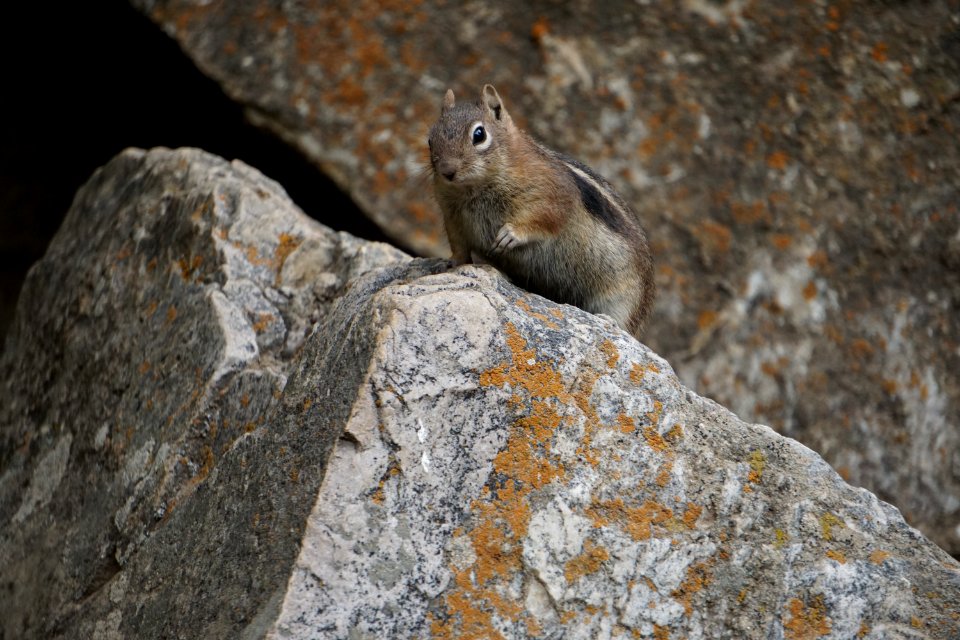 Squirrel, Fauna, Mammal, Wildlife photo