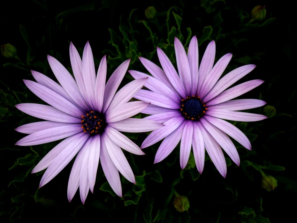 Flower, Flora, Plant, Purple