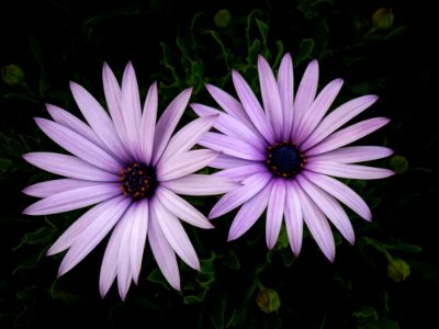 Flower, Flora, Plant, Purple photo