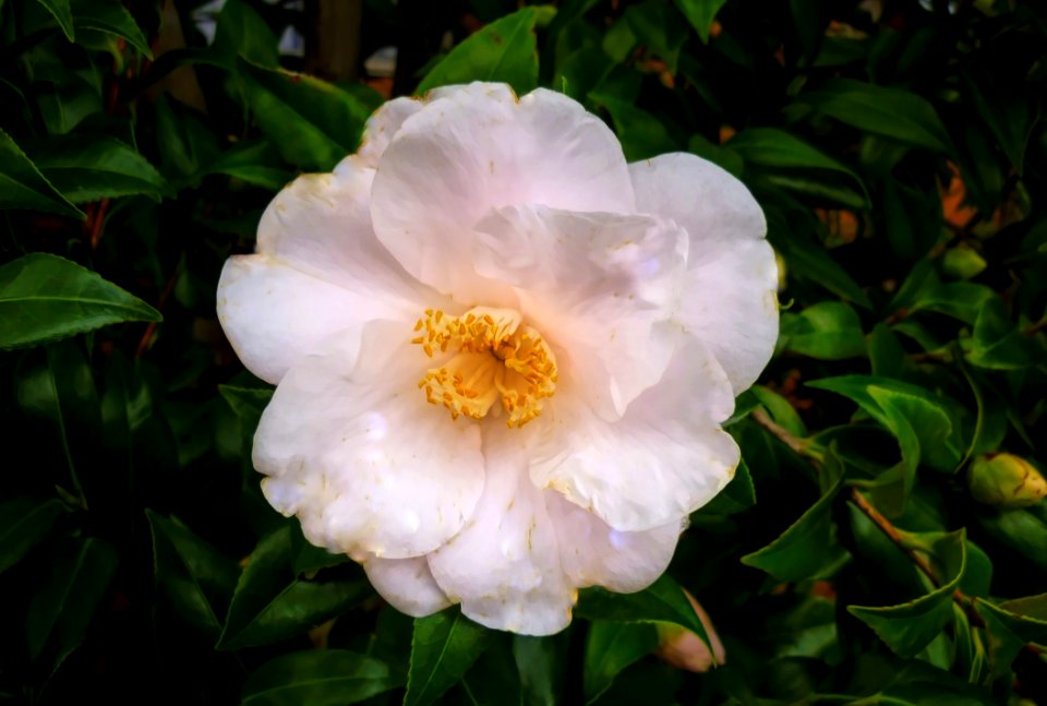 Flower, Plant, Flowering Plant, Camellia Sasanqua