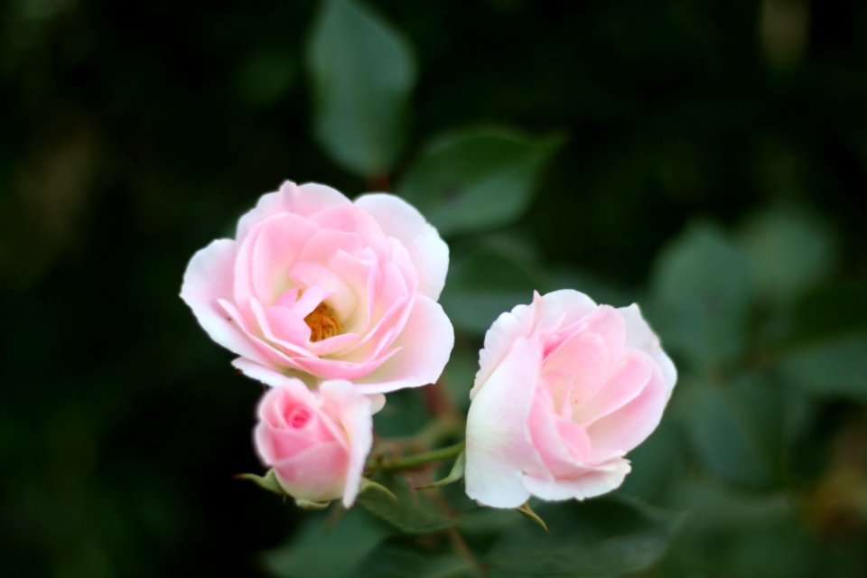 Flower, Rose, Rose Family, Pink