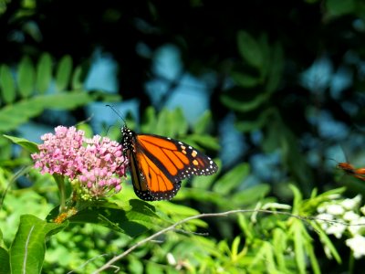 Butterfly, Moths And Butterflies, Monarch Butterfly, Insect photo