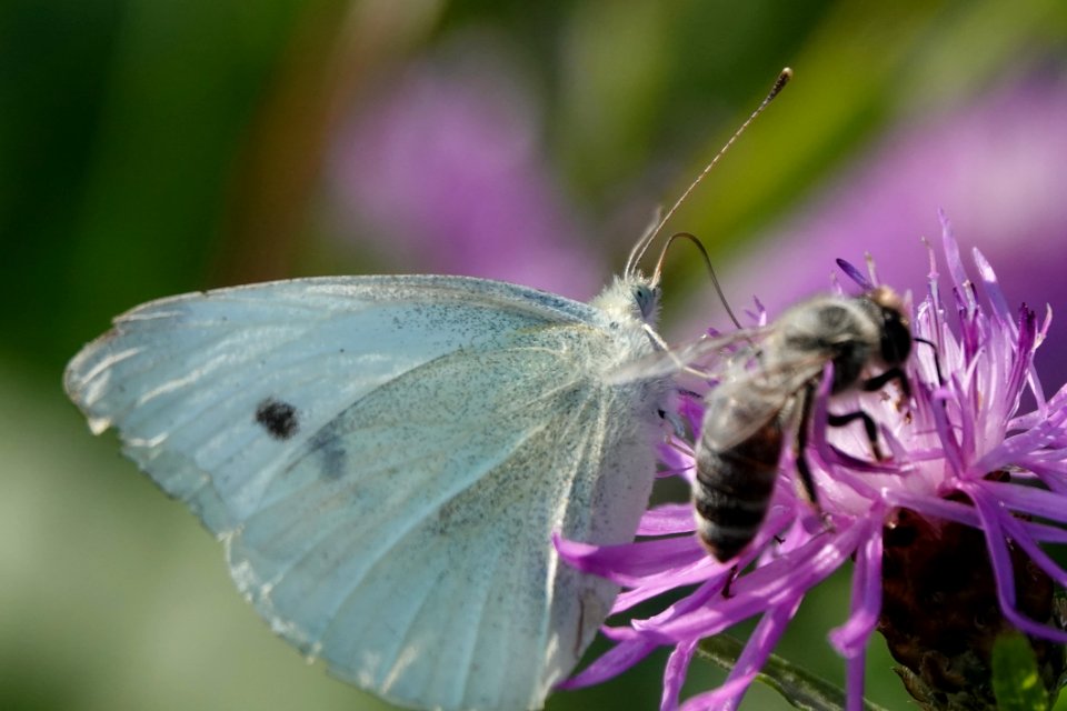 Butterfly, Insect, Moths And Butterflies, Lycaenid