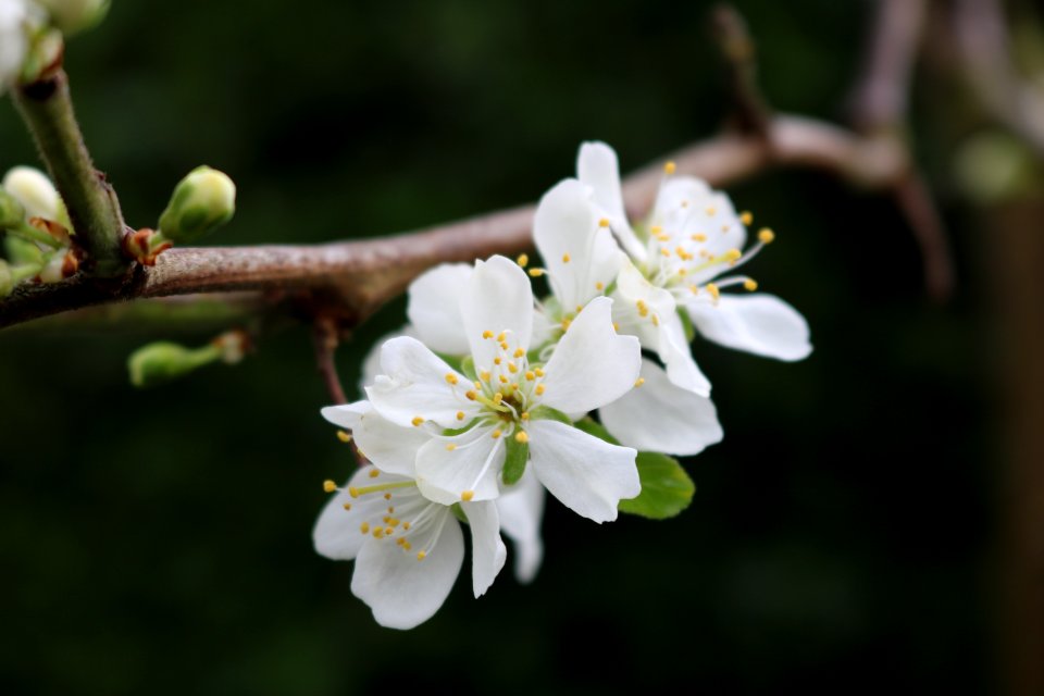 White, Blossom, Flower, Spring