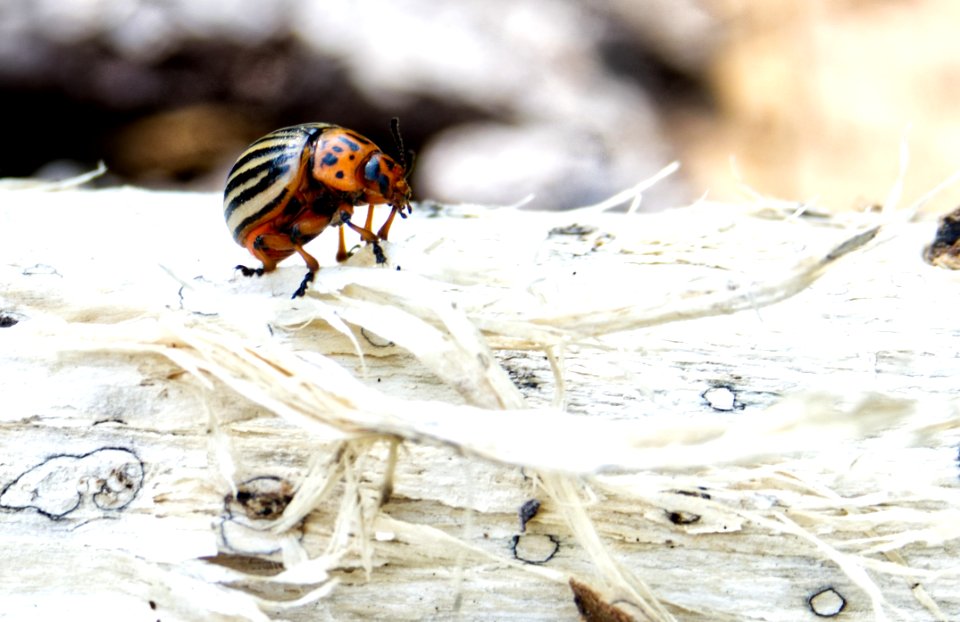 Insect, Invertebrate, Membrane Winged Insect, Macro Photography