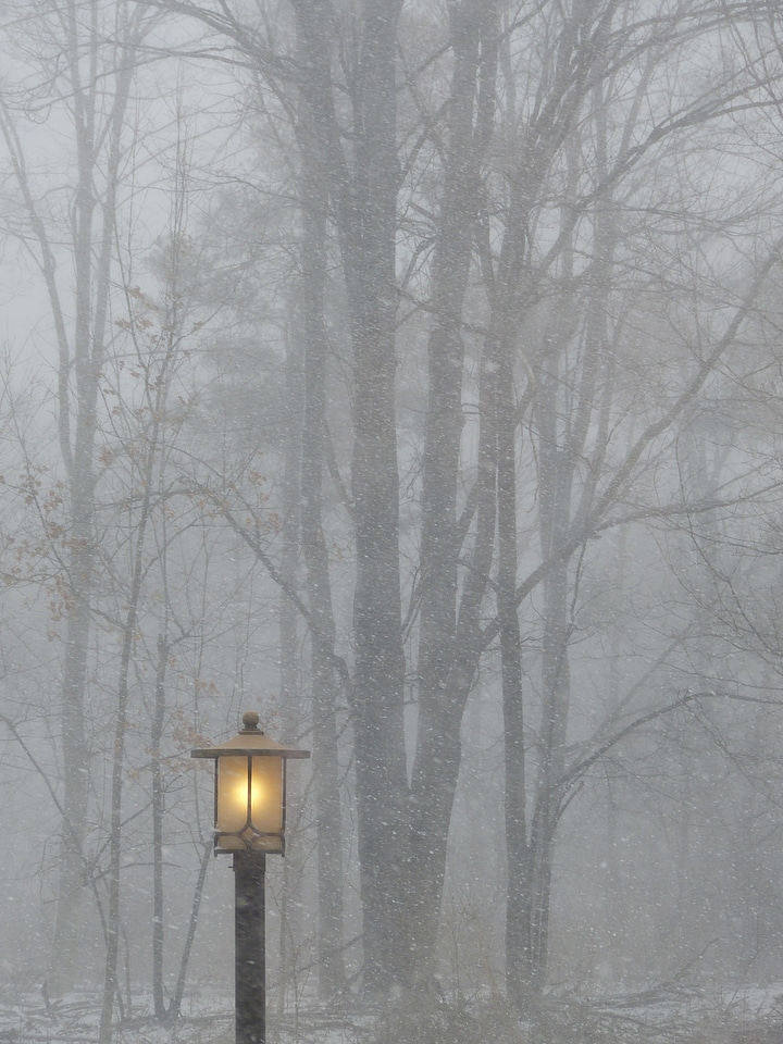 Outside street lamp trees photo