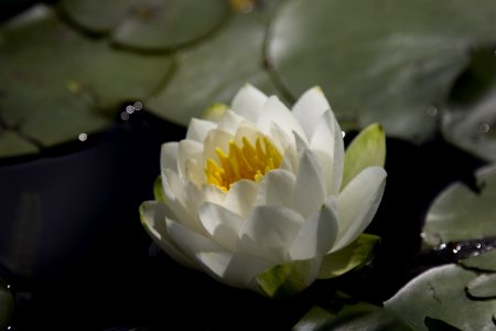 Flower, White, Flora, Yellow