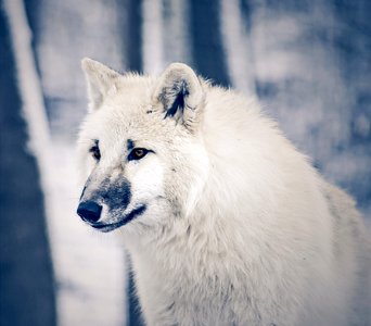 Wolf, Canis Lupus Tundrarum, Wildlife, Arctic photo