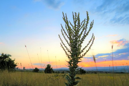 Sky, Ecosystem, Field, Prairie photo