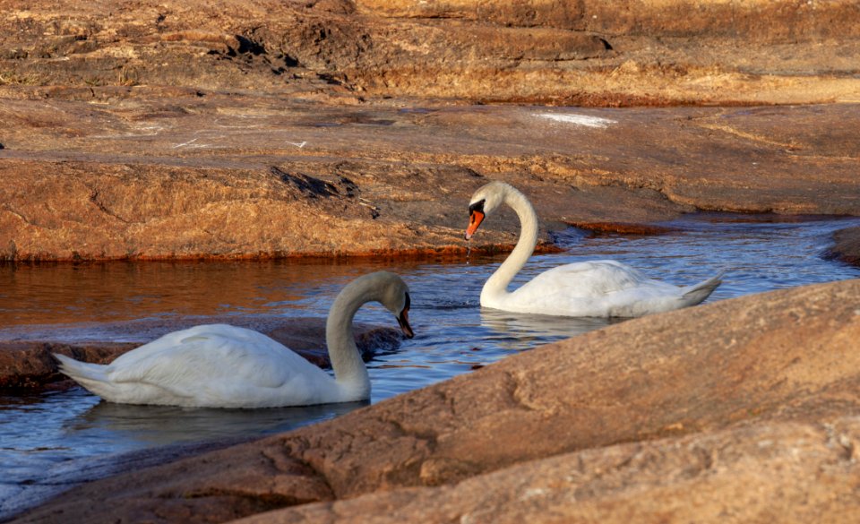 Swan, Water Bird, Ducks Geese And Swans, Bird