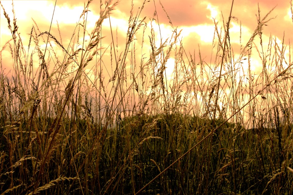 Ecosystem, Grass, Vegetation, Grass Family