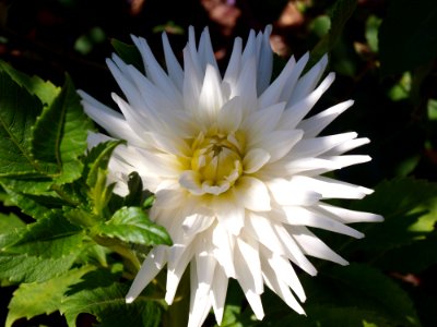 Flower, Plant, Flora, Flowering Plant