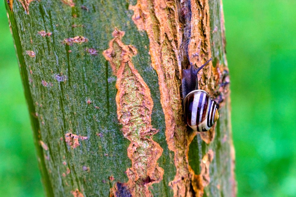 Insect, Plant Stem, Wildlife, Tree