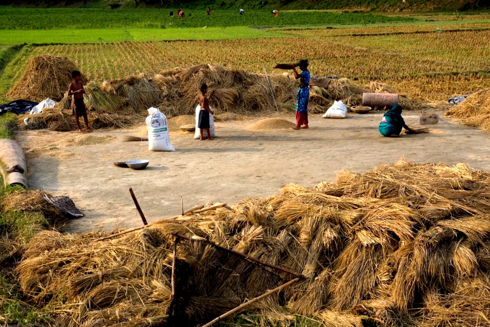 Hay, Grass Family, Agriculture, Soil