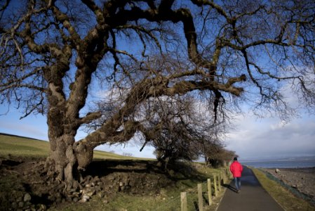 Tree, Sky, Woody Plant, Plant photo