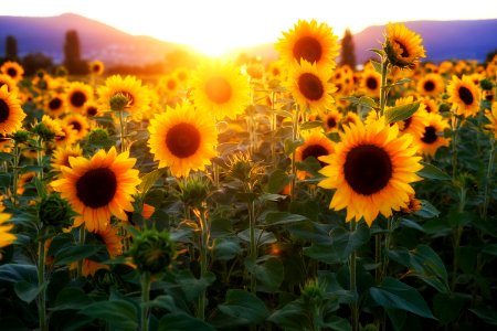Sunflower, Flower, Yellow, Field