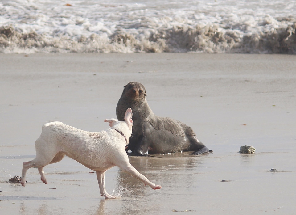 Encounter aufeinandertraffen beach