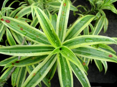 Plant, Leaf, Terrestrial Plant, Evergreen