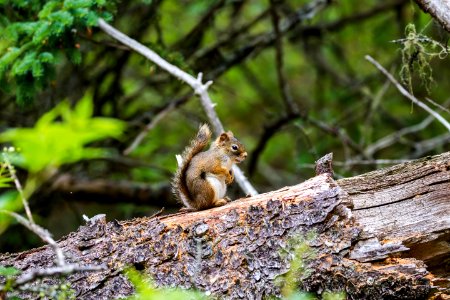 Squirrel, Mammal, Fauna, Wildlife photo