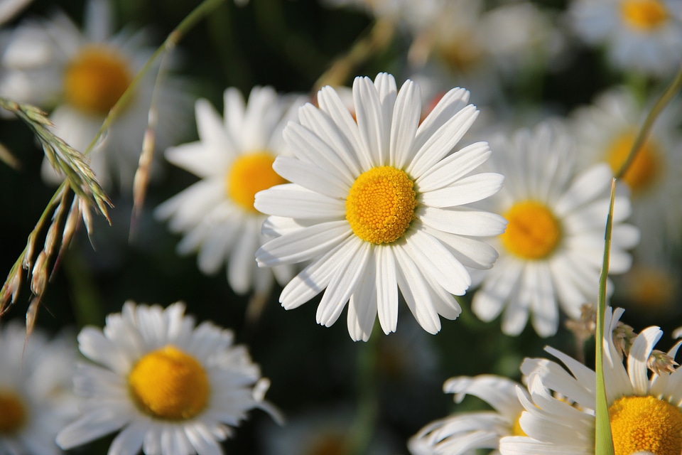 Face flowers bloom