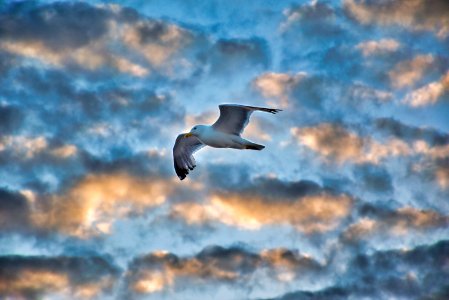 Sky, Bird, Cloud, Flight photo