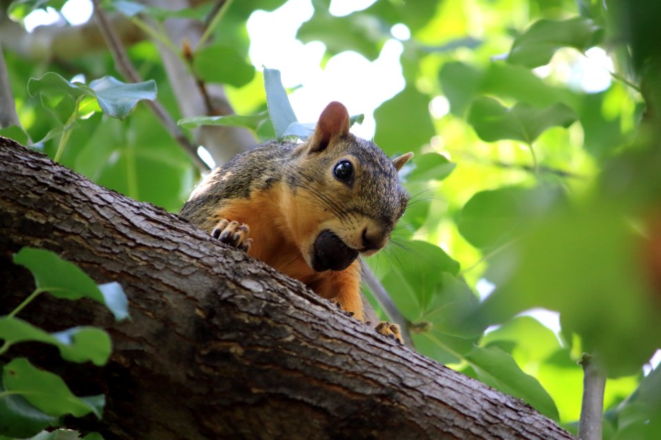 Squirrel, Fauna, Mammal, Fox Squirrel