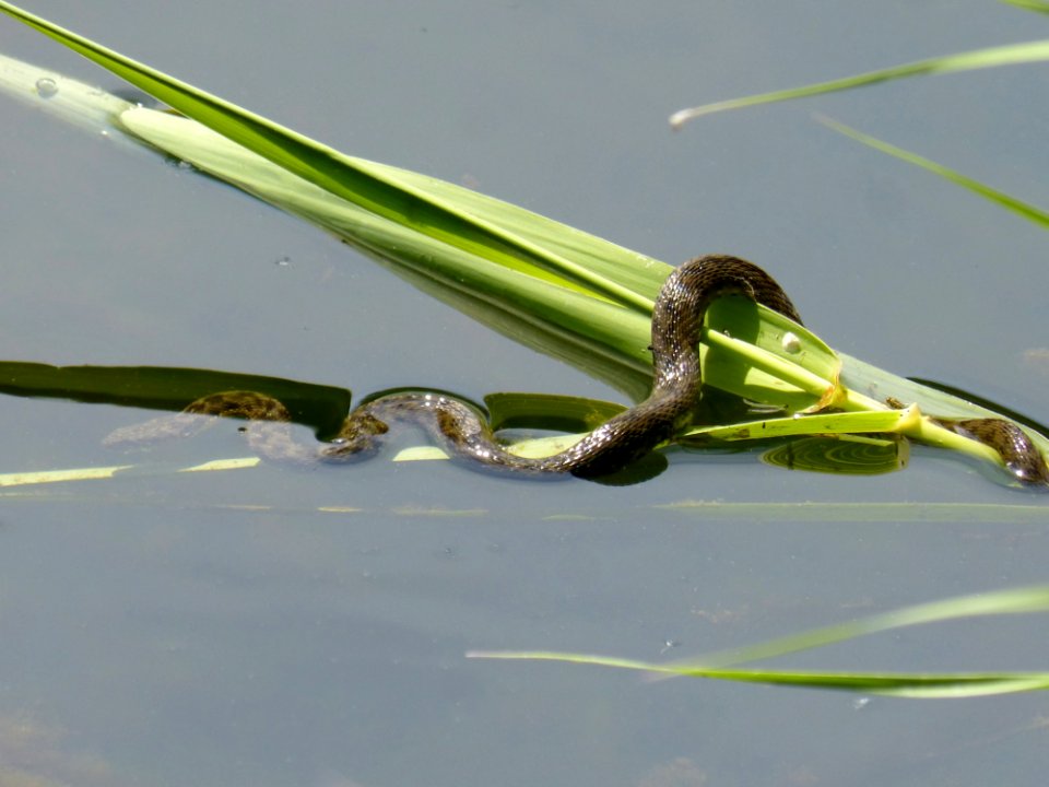 Insect, Fauna, Invertebrate, Organism