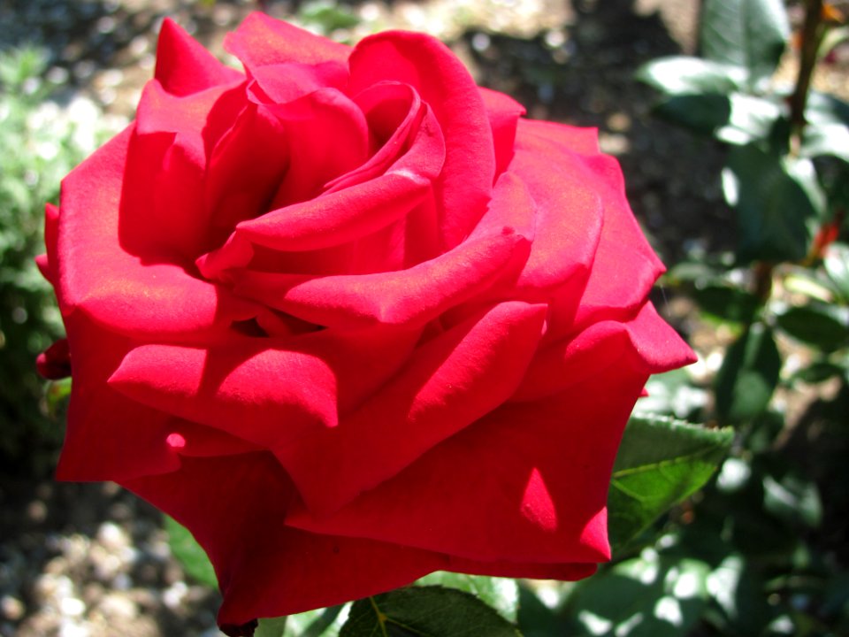 Rose, Flower, Rose Family, Garden Roses