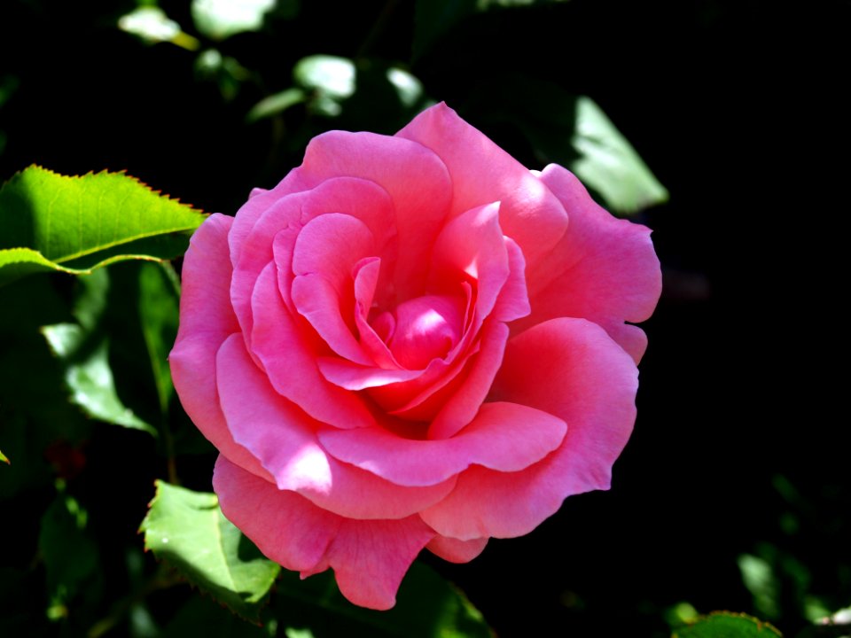 Flower, Rose, Rose Family, Floribunda