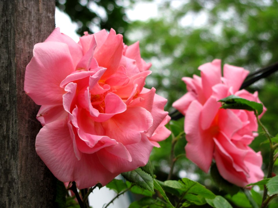 Flower, Rose, Rose Family, Pink
