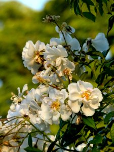 Flower, Rose Family, Flowering Plant, Spring