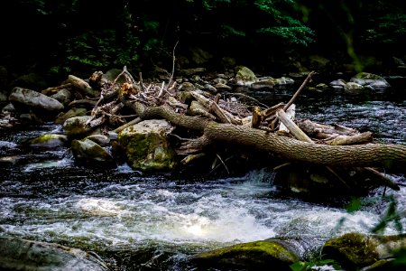 Water, Stream, Ecosystem, Wilderness
