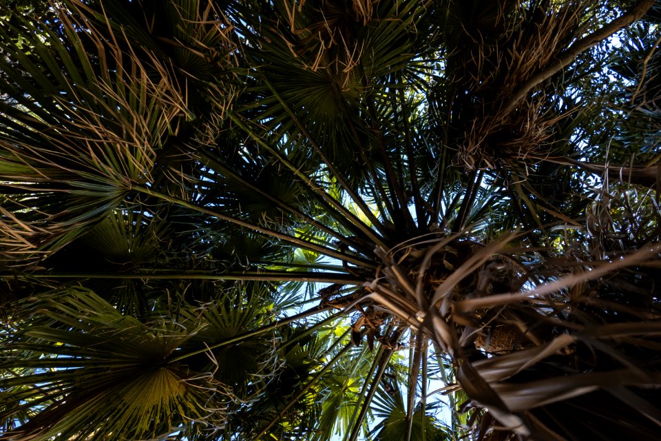Tree, Plant, Vegetation, Woody Plant