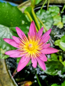 Flower, Flora, Plant, Wildflower