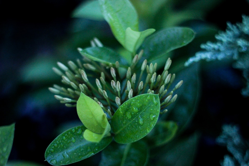 Nature growth fresh