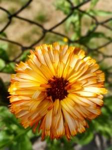Flower, Flora, Calendula, Wildflower