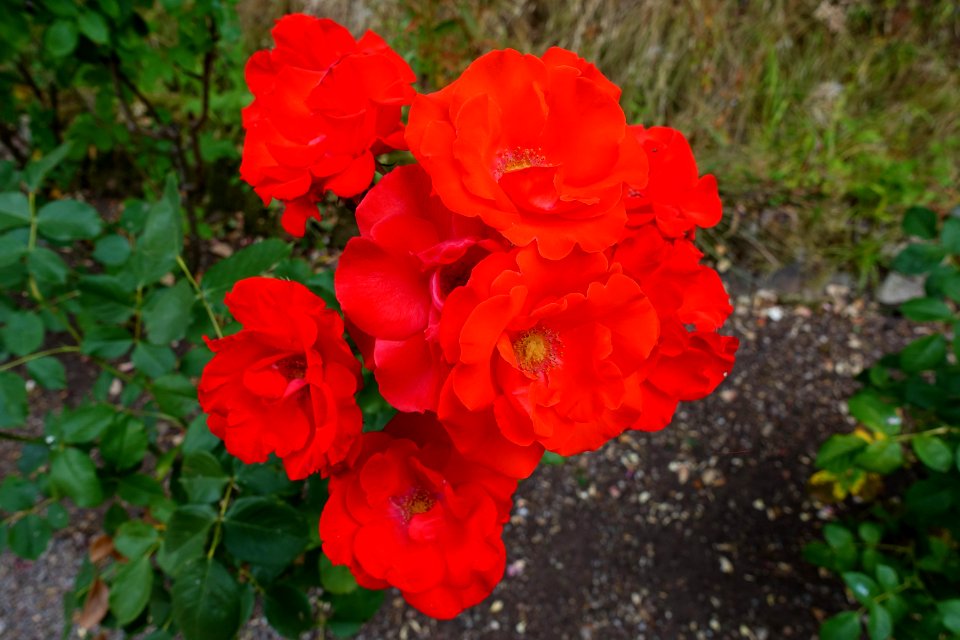 Rose, Flower, Rose Family, Floribunda