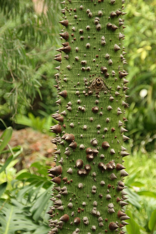 Thorns kapok tree green log