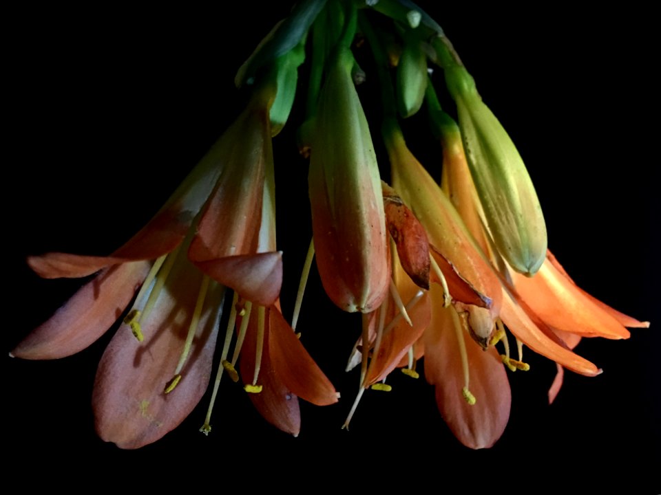 Flower, Flora, Plant, Plant Stem