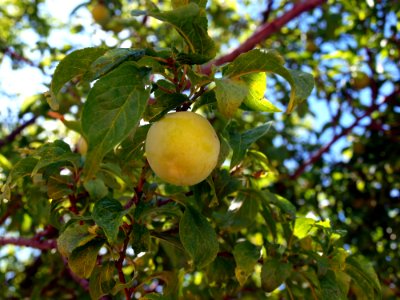 Fruit, Fruit Tree, Citrus, Plant