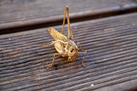 Insect, Invertebrate, Fauna, Cricket Like Insect photo