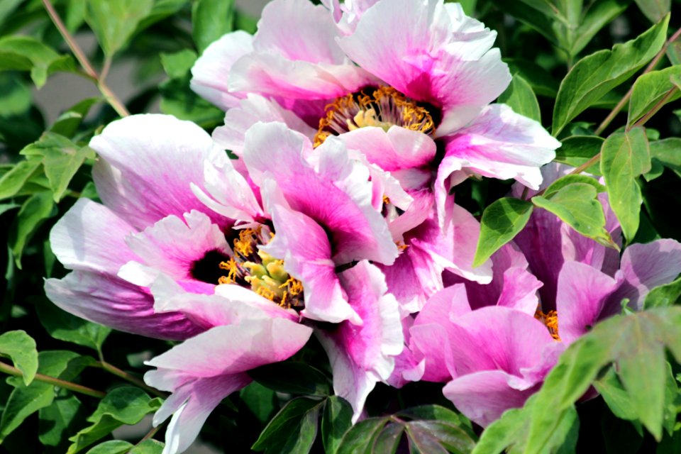 Flower, Plant, Flowering Plant, Peony