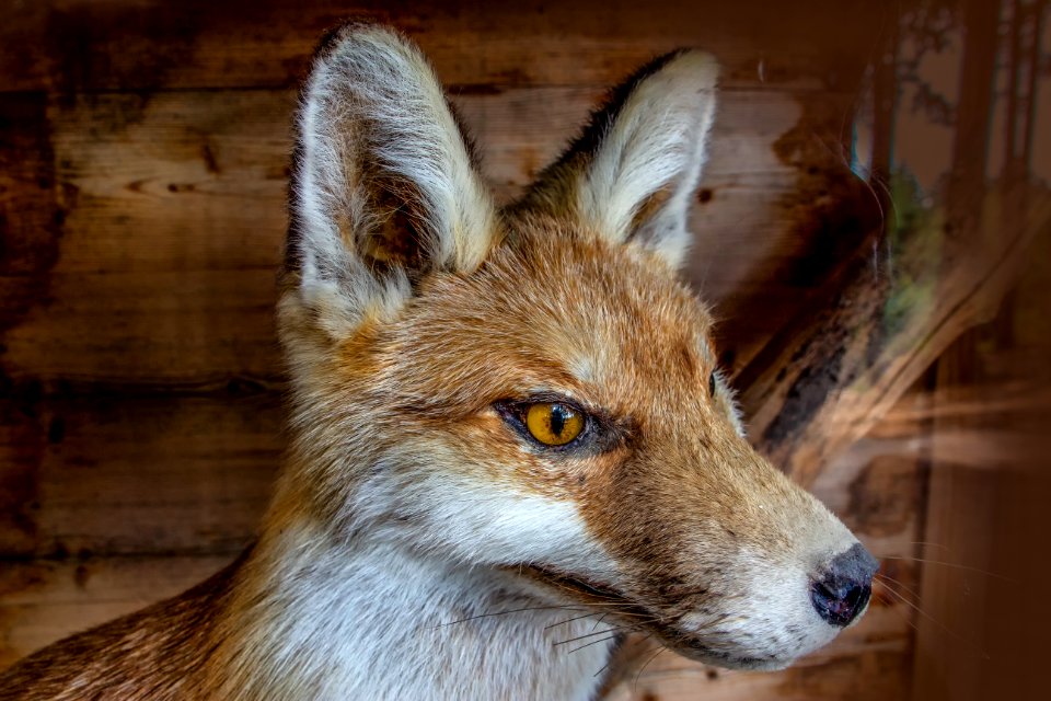 Wildlife, Fauna, Mammal, Fox