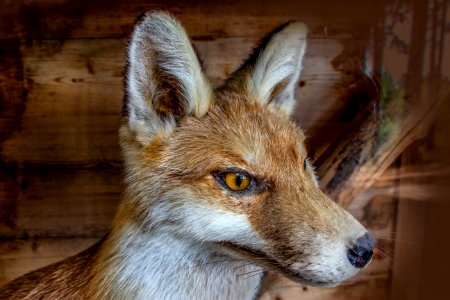 Wildlife, Fauna, Mammal, Fox photo
